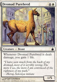 Dromad Purebred (Ravnica) Light Play